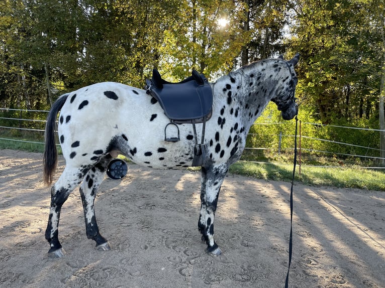 Appaloosa Caballo castrado 13 años 165 cm Atigrado/Moteado in Netzschkau