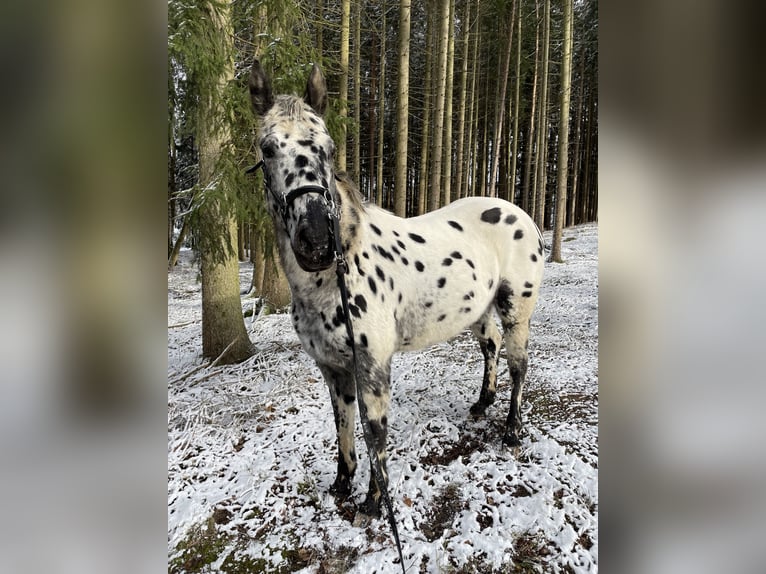 Appaloosa Caballo castrado 13 años 165 cm Atigrado/Moteado in Netzschkau