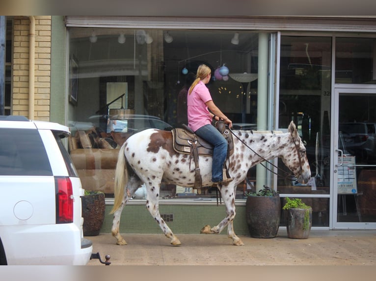 Appaloosa Caballo castrado 13 años Alazán-tostado in Rusk TX