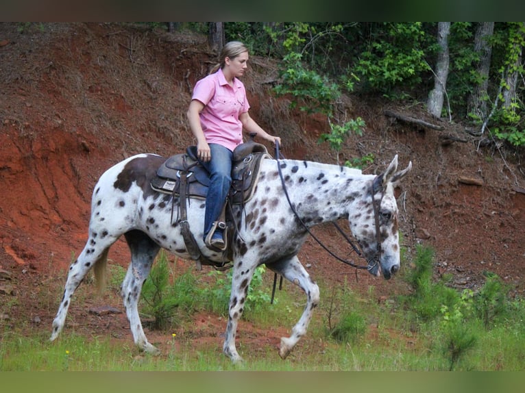 Appaloosa Caballo castrado 13 años Alazán-tostado in Rusk TX