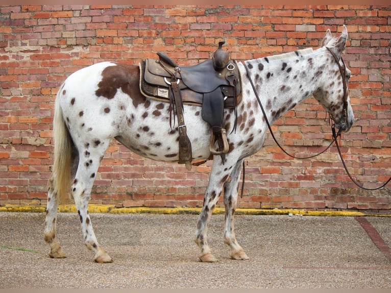 Appaloosa Caballo castrado 13 años Alazán-tostado in Rusk TX