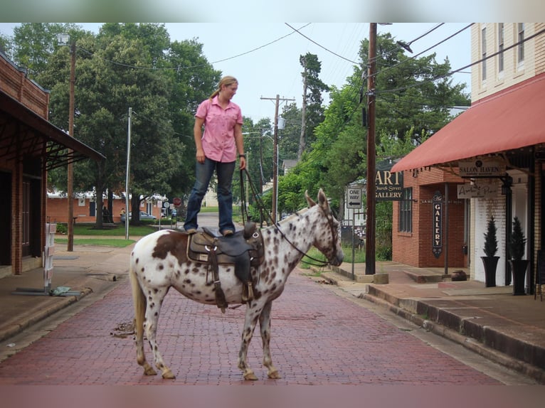 Appaloosa Caballo castrado 13 años Alazán-tostado in Rusk TX