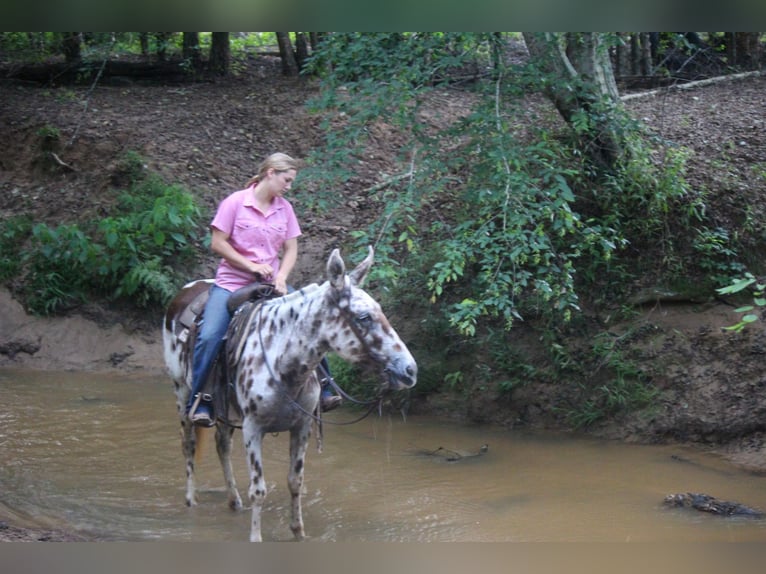 Appaloosa Caballo castrado 13 años Alazán-tostado in Rusk TX