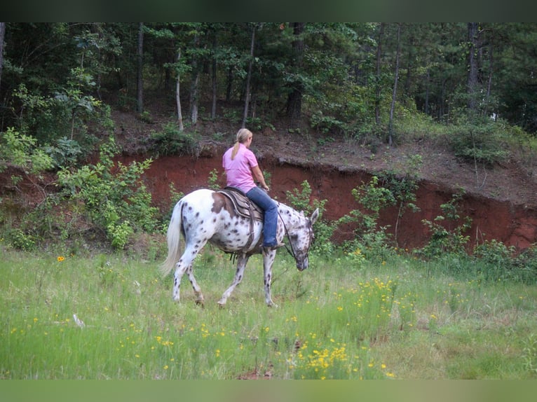 Appaloosa Caballo castrado 13 años Alazán-tostado in Rusk TX