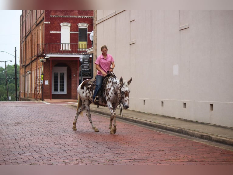 Appaloosa Caballo castrado 13 años Alazán-tostado in Rusk TX