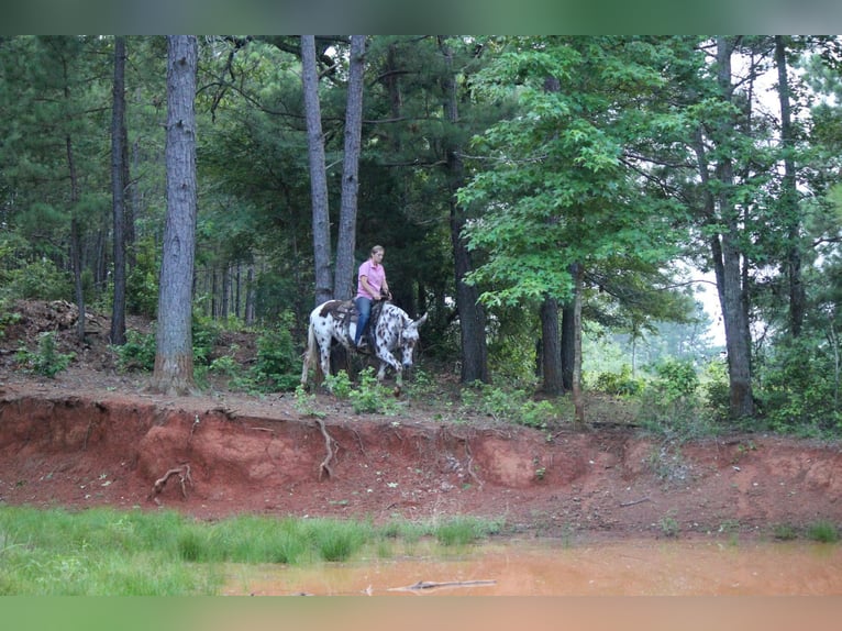 Appaloosa Caballo castrado 13 años Alazán-tostado in Rusk TX