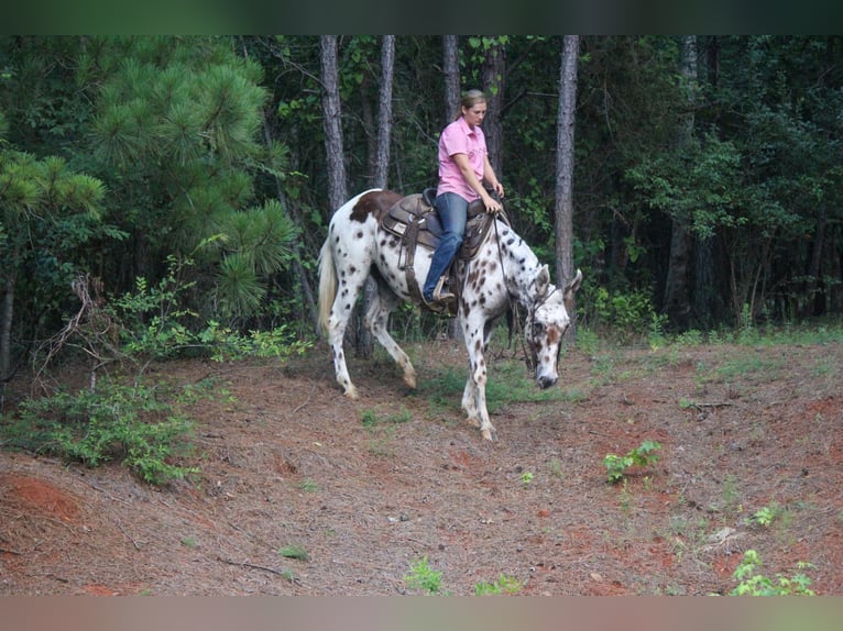 Appaloosa Caballo castrado 13 años Alazán-tostado in Rusk TX