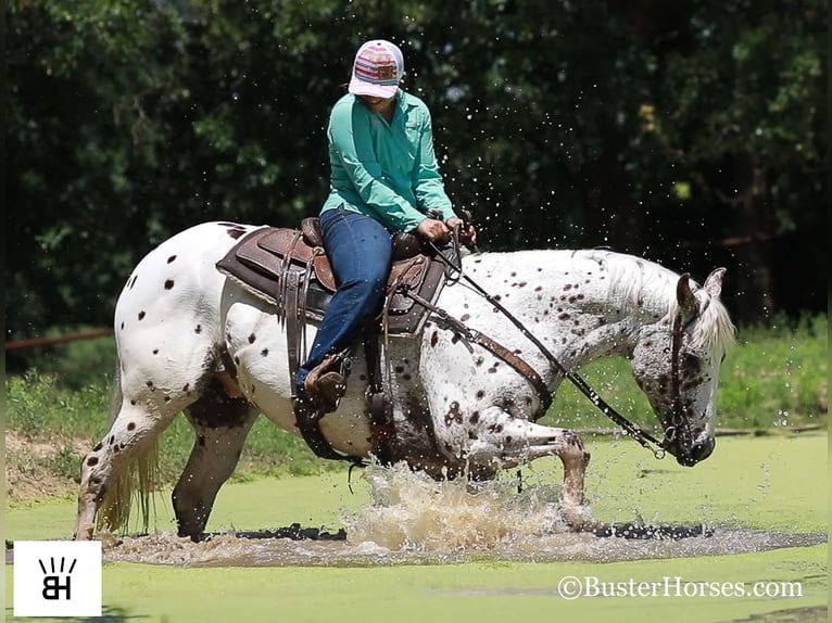 Appaloosa Caballo castrado 13 años Alazán-tostado in Weatherford TX