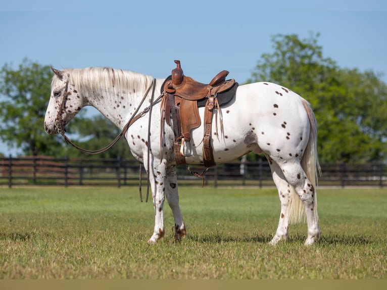 Appaloosa Caballo castrado 13 años Alazán-tostado in Weatherford TX