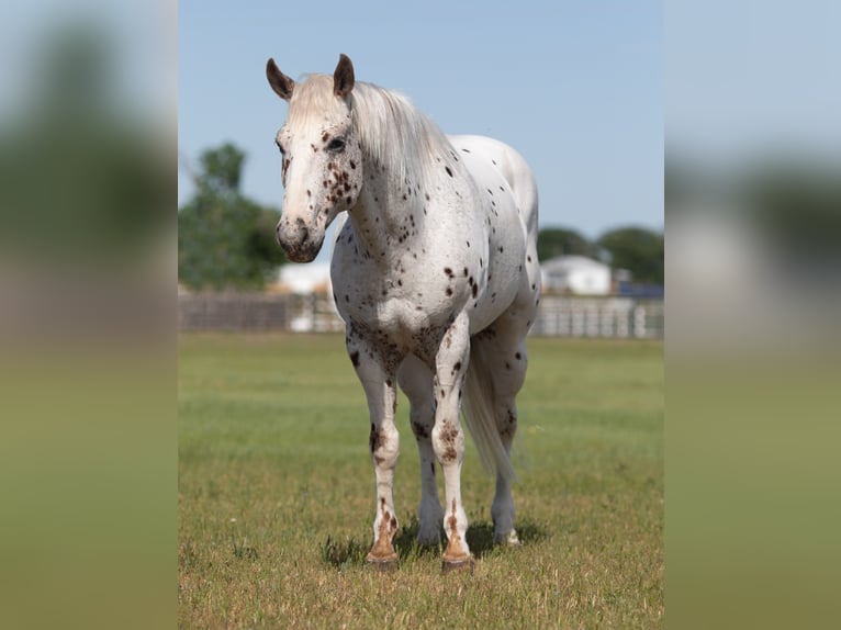 Appaloosa Caballo castrado 13 años Alazán-tostado in Weatherford TX