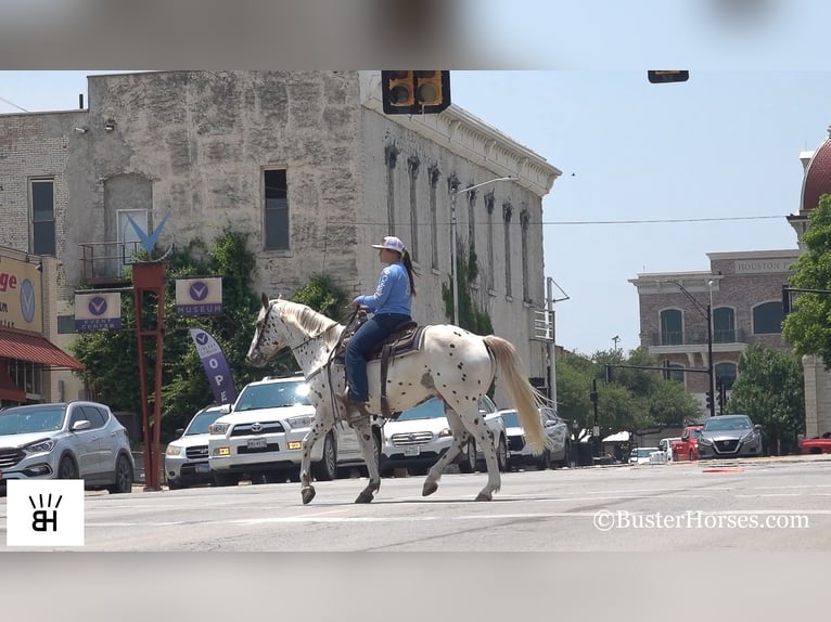 Appaloosa Caballo castrado 13 años Alazán-tostado in Weatherford TX