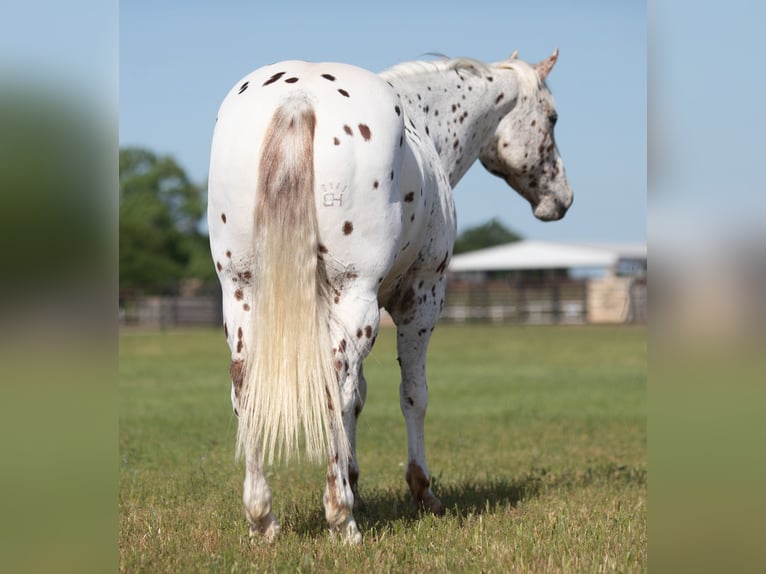 Appaloosa Caballo castrado 13 años Alazán-tostado in Weatherford TX