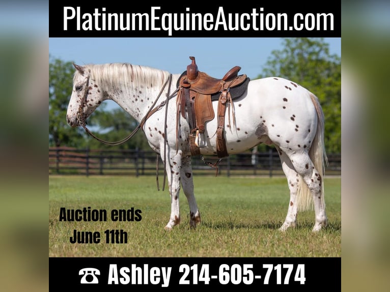 Appaloosa Caballo castrado 13 años Alazán-tostado in Weatherford TX