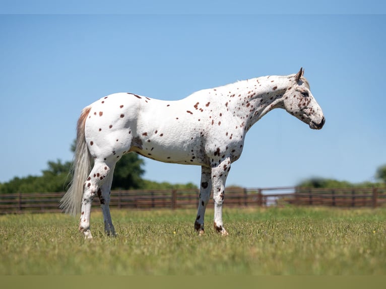 Appaloosa Caballo castrado 13 años Alazán-tostado in Weatherford TX