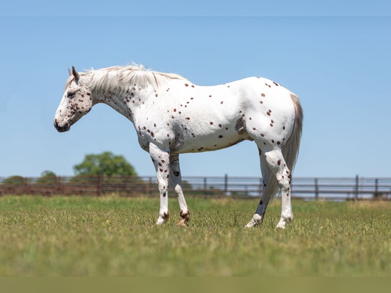 Appaloosa Caballo castrado 13 años Alazán-tostado in Weatherford TX