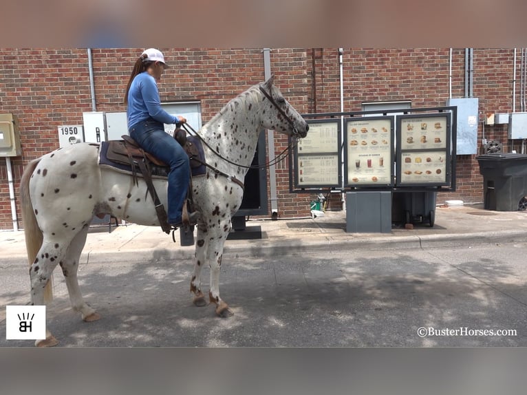 Appaloosa Caballo castrado 13 años Alazán-tostado in Weatherford TX