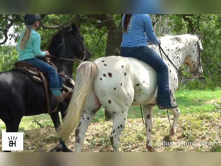 Appaloosa Caballo castrado 13 años Alazán-tostado in Weatherford TX