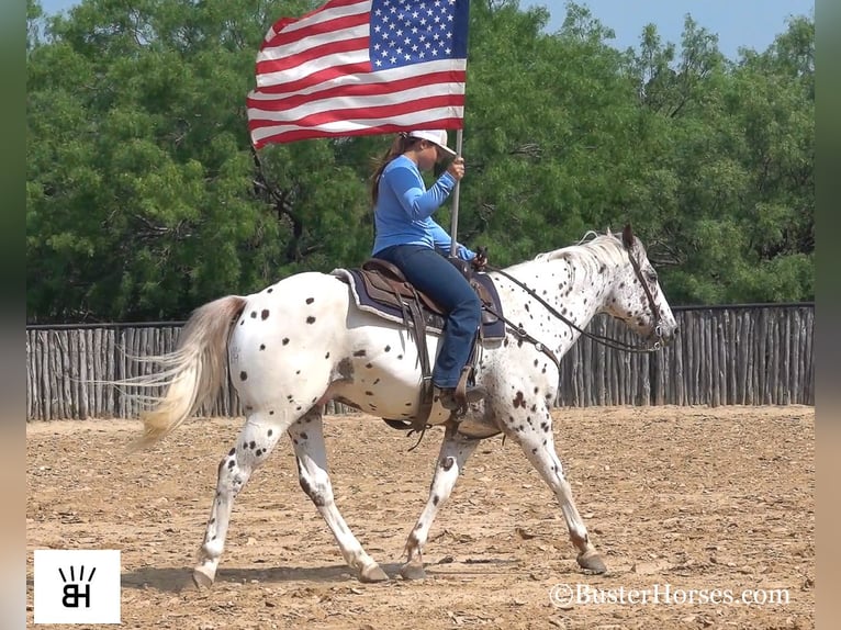 Appaloosa Caballo castrado 13 años Alazán-tostado in Weatherford TX