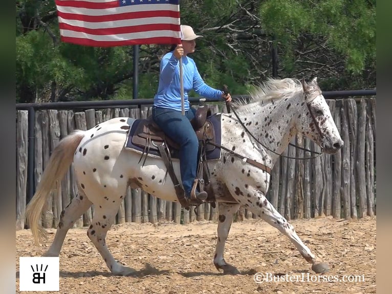 Appaloosa Caballo castrado 13 años Alazán-tostado in Weatherford TX