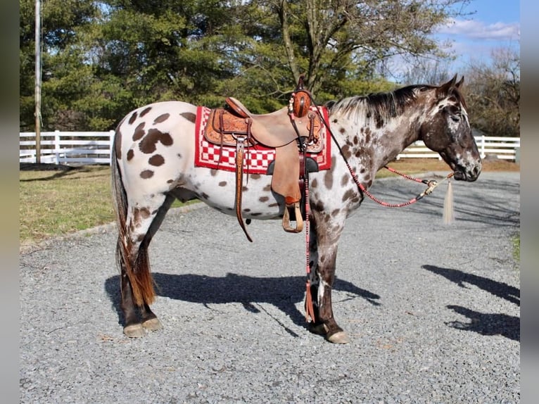 Appaloosa Caballo castrado 13 años in Allentown, NJ