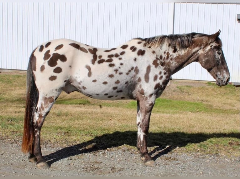 Appaloosa Caballo castrado 13 años in Allentown, NJ