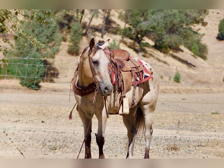 Appaloosa Caballo castrado 14 años 135 cm Buckskin/Bayo in Tres Pinos