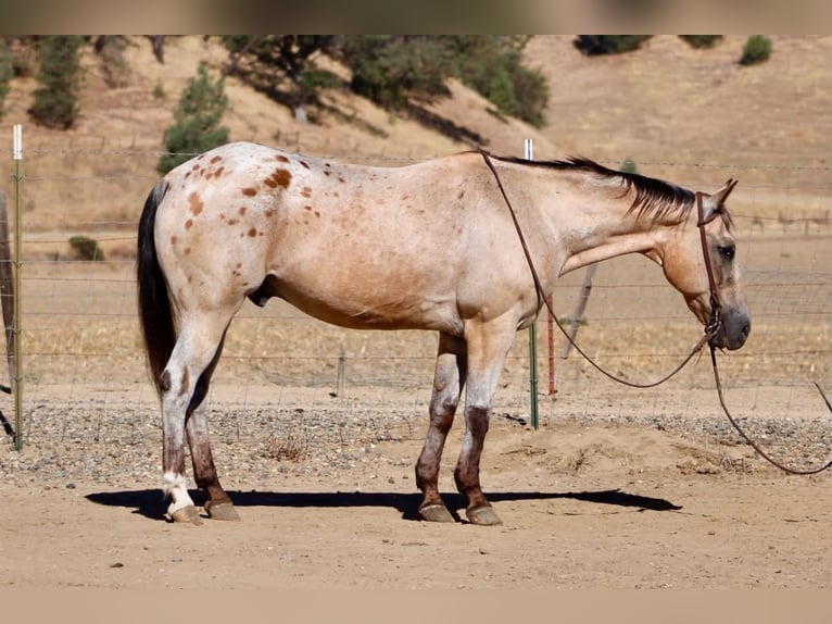 Appaloosa Caballo castrado 14 años 135 cm Buckskin/Bayo in Tres Pinos