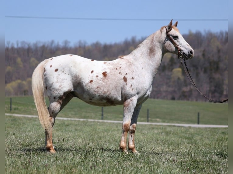 Appaloosa Caballo castrado 14 años 142 cm Alazán-tostado in Whitley City, KY