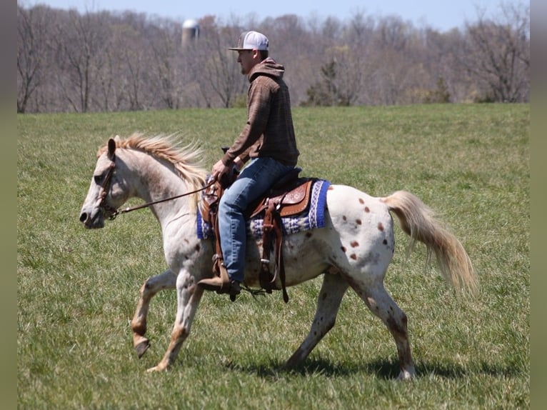 Appaloosa Caballo castrado 14 años 142 cm Alazán-tostado in Whitley City, KY