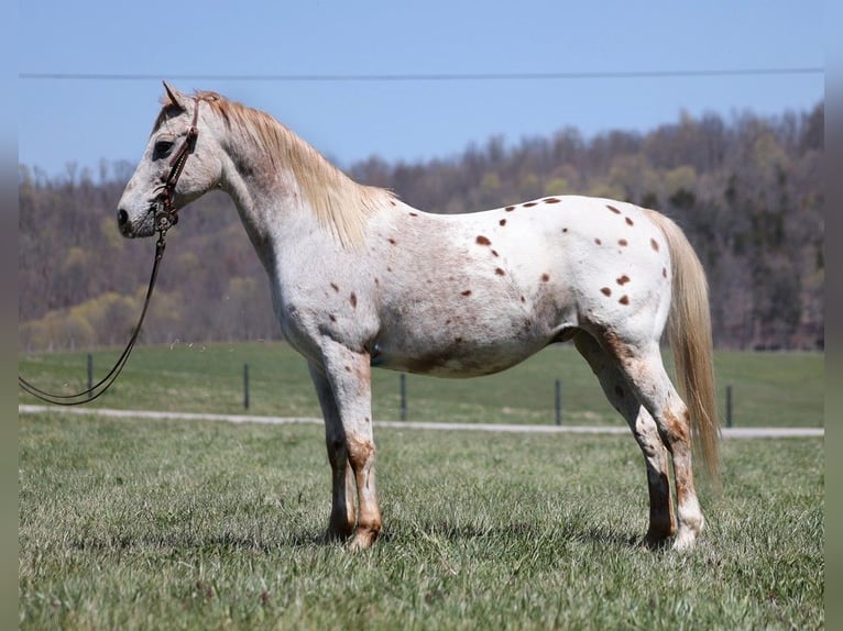 Appaloosa Caballo castrado 14 años 142 cm Alazán-tostado in Whitley City, KY