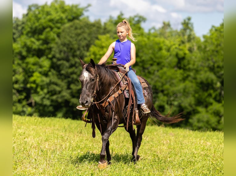 Appaloosa Caballo castrado 14 años 142 cm Negro in Ewing KY