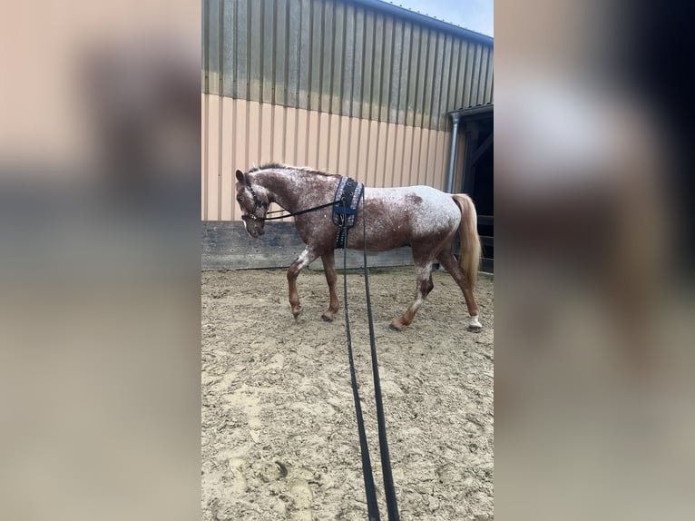 Appaloosa Caballo castrado 14 años 143 cm in Euskirchen
