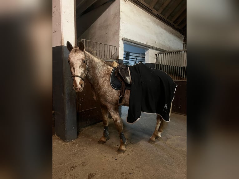 Appaloosa Caballo castrado 14 años 143 cm in Euskirchen