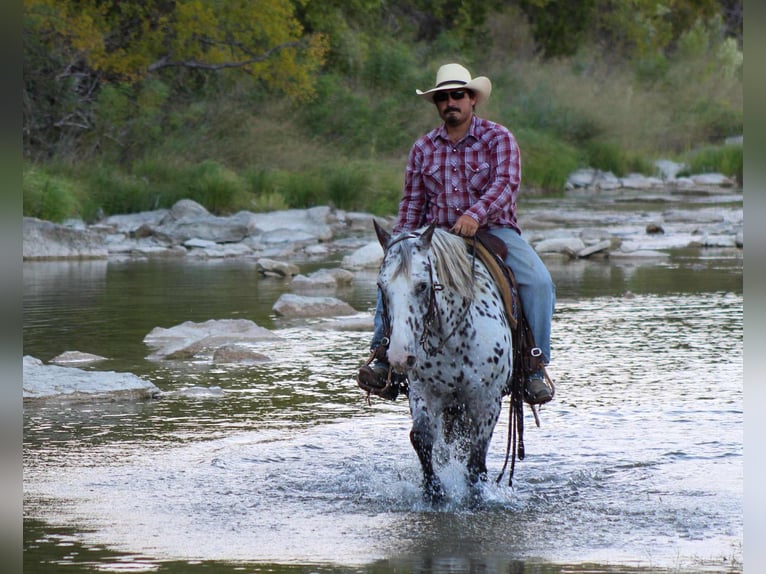 Appaloosa Caballo castrado 14 años 145 cm Alazán in Stephenville TX