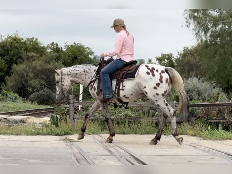 Appaloosa Caballo castrado 14 años 145 cm Castaño rojizo in Weatherford TX