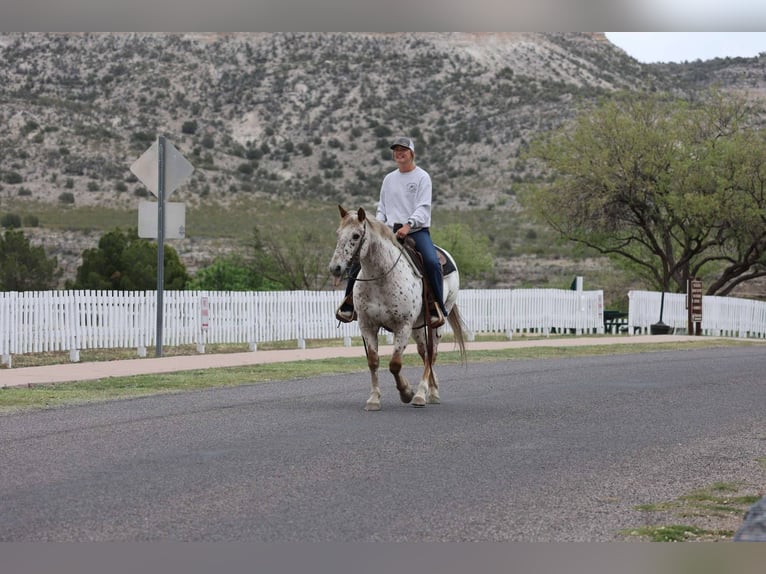 Appaloosa Caballo castrado 14 años 147 cm Ruano alazán in Cottonwood AZ