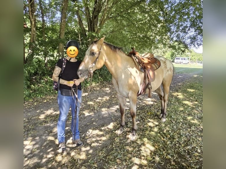 Appaloosa Caballo castrado 14 años 149 cm Bayo in Schieder-Schwalenberg