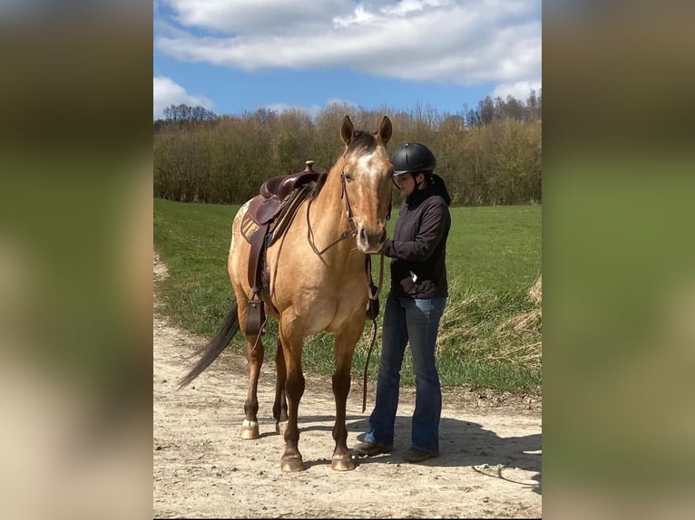 Appaloosa Caballo castrado 14 años 149 cm Bayo in Schieder-Schwalenberg