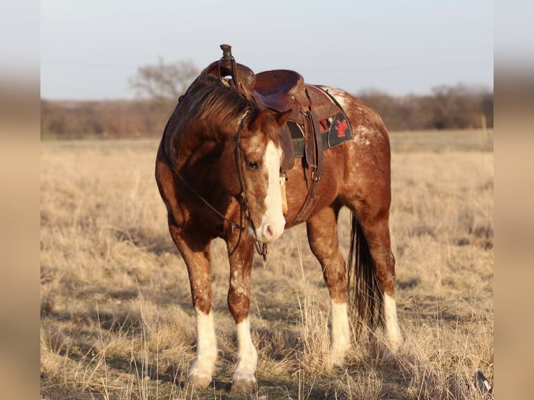 Appaloosa Caballo castrado 14 años 150 cm Alazán rojizo in Mineral Wells