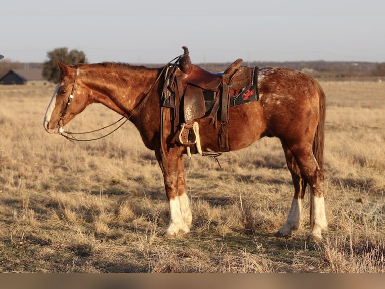 Appaloosa Caballo castrado 14 años 150 cm Alazán rojizo in Mineral Wells
