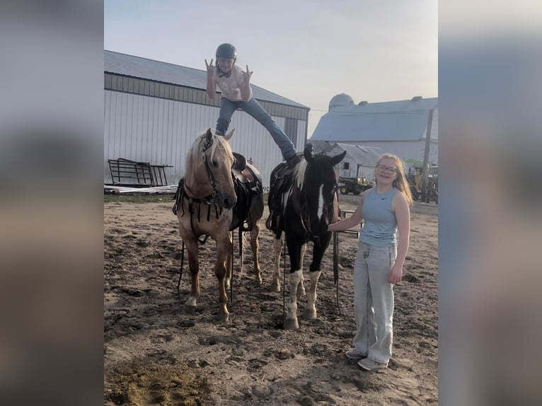 Appaloosa Caballo castrado 14 años 150 cm Palomino in Woodstock IL