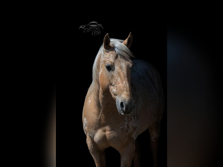 Appaloosa Caballo castrado 14 años 150 cm Palomino in Woodstock IL