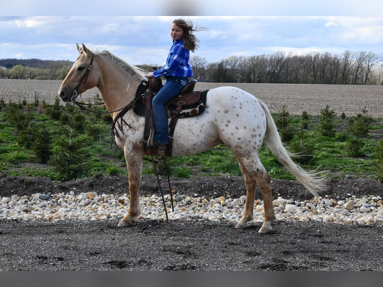 Appaloosa Caballo castrado 14 años 150 cm Palomino in Woodstock IL