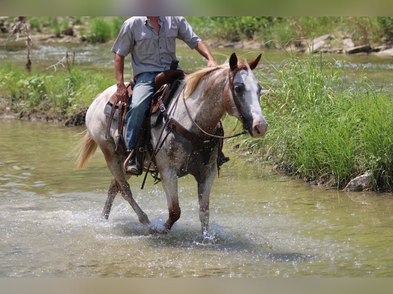 Appaloosa Caballo castrado 14 años 150 cm Ruano alazán in Stephenville TX