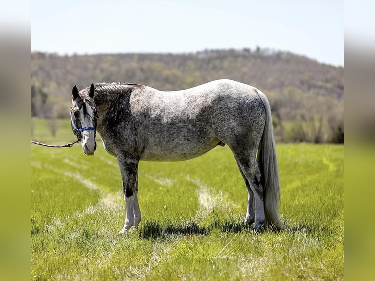 Appaloosa Caballo castrado 14 años 150 cm Tordo in Mt Hope AL