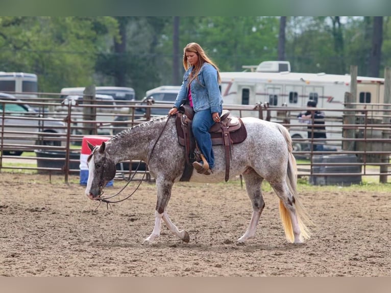 Appaloosa Caballo castrado 14 años 150 cm Tordo in Mt Hope AL