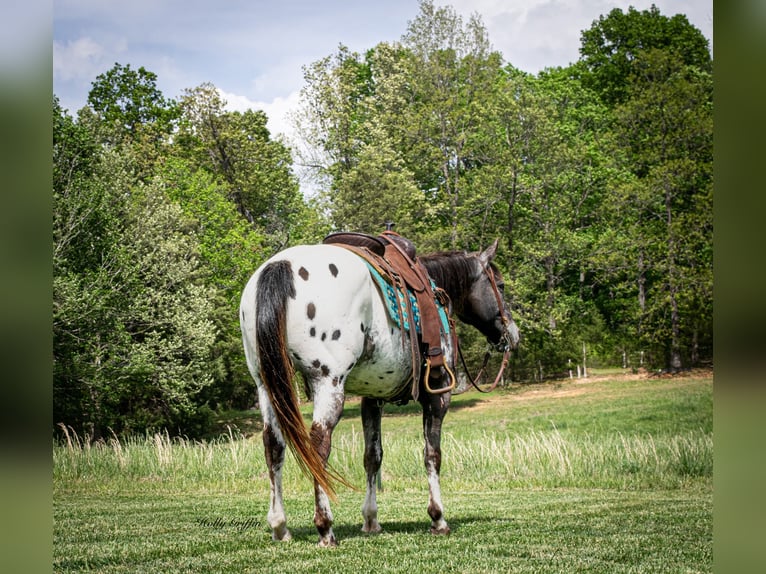 Appaloosa Caballo castrado 14 años 152 cm Alazán-tostado in Greenville KY