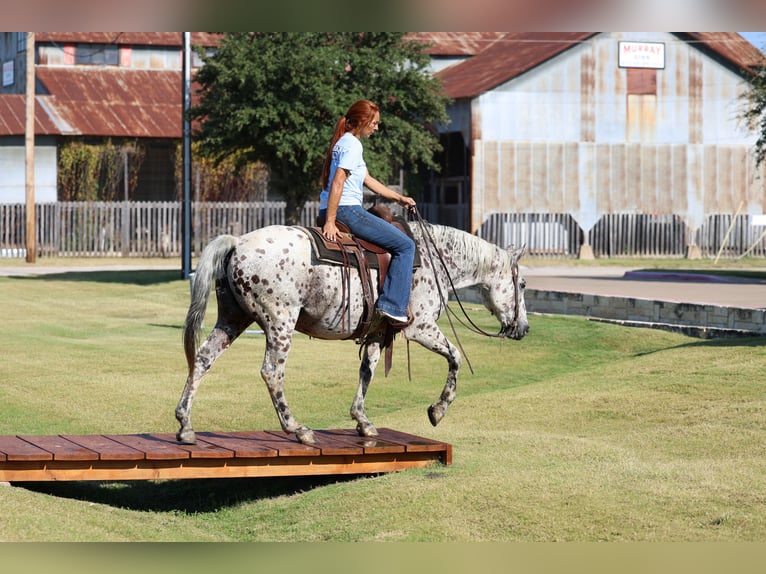 Appaloosa Caballo castrado 14 años 152 cm in Forney
