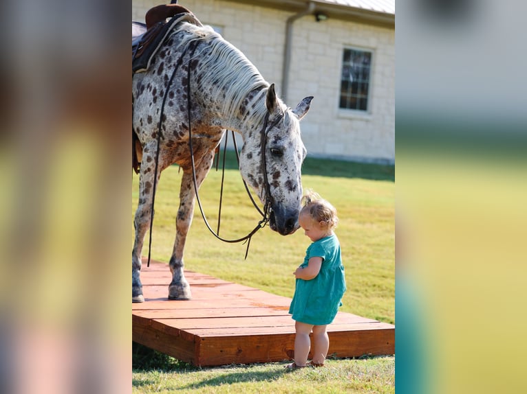 Appaloosa Caballo castrado 14 años 152 cm in Forney