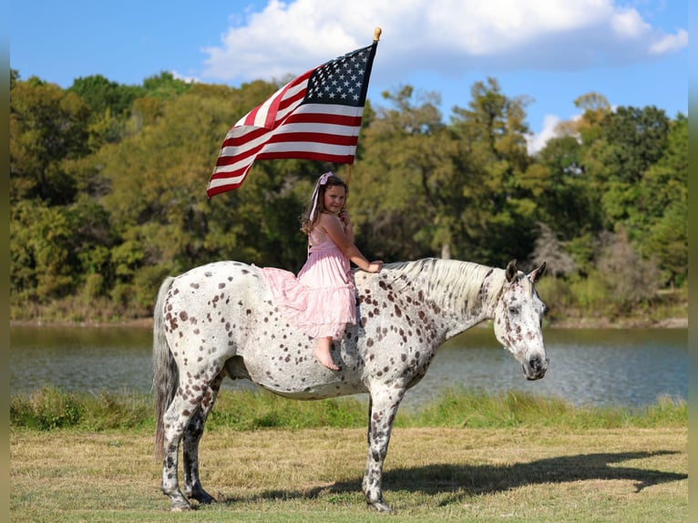 Appaloosa Caballo castrado 14 años 152 cm in Forney